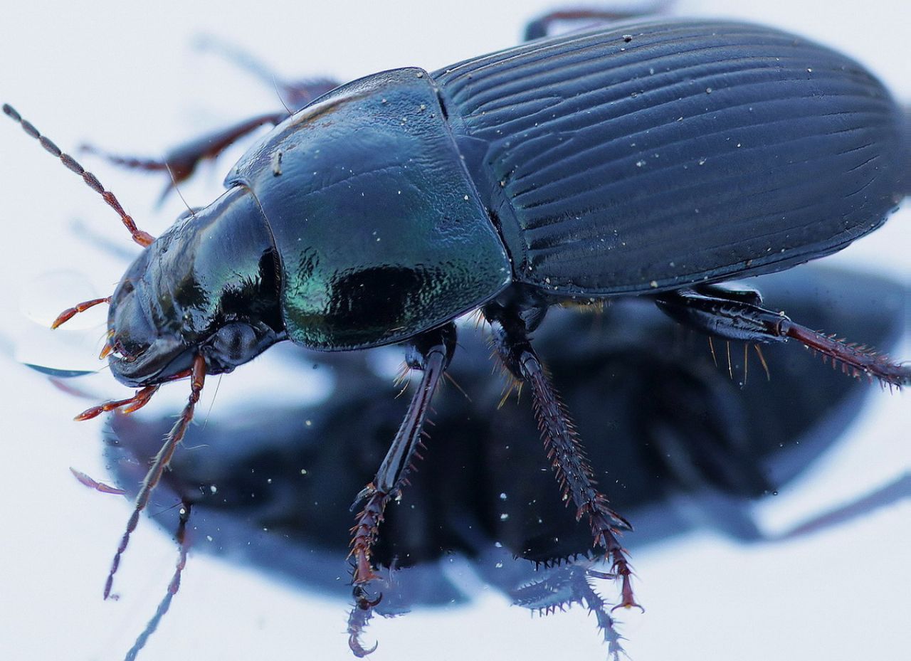 Helops  sp. (Tenebrionidae) ? no, Harpalus dimidiatus (Carabidae)